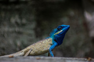 Blue crested lizard vietnam