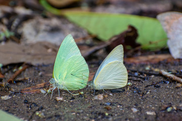 Butterflies in Cat tien national park vietnam asia