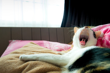 The cat was lying in bed at dawn. Cats are yawned.