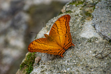 Butterflies in Cat tien national park vietnam asia