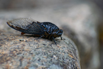 macro of a fly