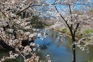 上田城跡公園 お堀の桜