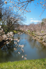 上田城跡公園 お堀の桜