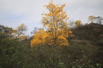 Tabebuia Chrysantha,
Handroanthus chrysanthus, araguaney, guayacan, zapatillo
