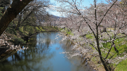 上田城跡公園 お堀の桜