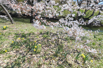 上田城跡公園 スイセンと桜