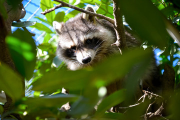gros plan d'un mignon raton laveur à l'extérieure monter sur arbre