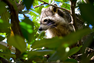 gros plan d'un mignon raton laveur à l'extérieure monter sur arbre