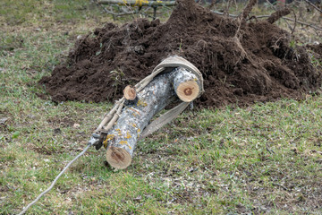 uprooting an Apple tree with a rope using a machine