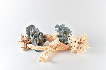 Corals for aquarium decoration and interior design