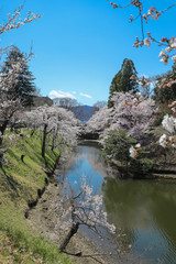Fototapeta na wymiar 上田城跡公園 お堀の桜
