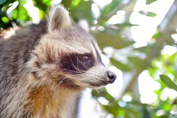 gros plan d'un mignon raton laveur à l'extérieure monter sur arbre