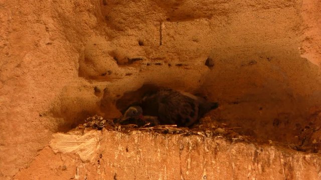Pigeons who made a nest in the ruins of an ancient city. Filmed on the territory of the park Royal Tombs, near Paphos, Cyprus.