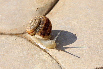 Macro photo of snail. Slow nature molllusc. wallpaper and background.