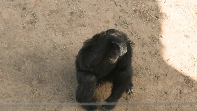 Chimpanzee seen sitting on ground and then looking towards the camera