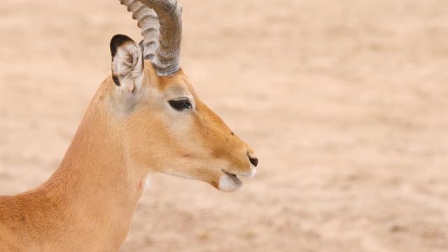 Male Impala Antelope closeup , sitting on the ground