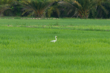 Obraz na płótnie Canvas An Ardea alba in green rice field.