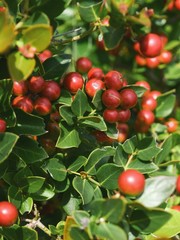 Wild grapes growing in the wild in rural Kenya