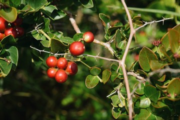Wild grapes growing in the wild in rural Kenya