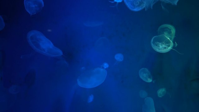 Beautiful jelly fish swimming movement in aquarium tank with colourful lighting. 