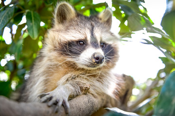 gros plan d'un mignon raton laveur à l'extérieure monter sur arbre