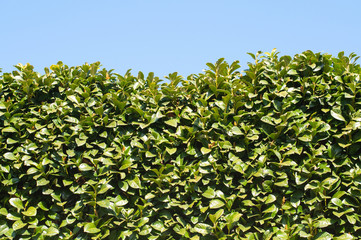 a hedge of cherry laurel in early springtime