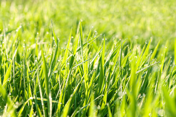  green background from a grass on a meadow