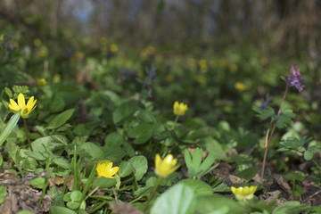  bright wildflowers in meadow