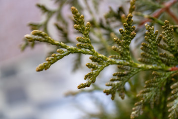 Image coniferous branch.