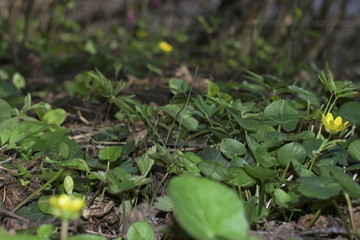 yellow flowers in early spring