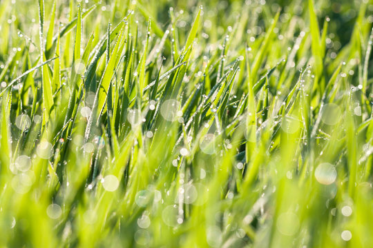 spring blurred lawn with grass with dew drops