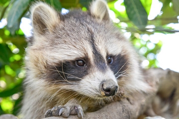 gros plan d'un mignon raton laveur à l'extérieure monter sur arbre