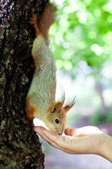 squirrel eating from human hand on tree