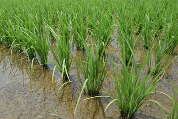 Fototapeta premium 田植え１ヶ月後の水田