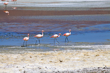 Santa Maria Lagoon at the Puna de Atacama with volcano Carachi Pampa in the background, Argentina