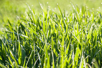 spring blurred lawn with grass and dew drops
