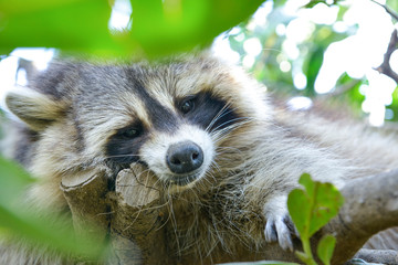 gros plan d'un mignon raton laveur à l'extérieure monter sur arbre