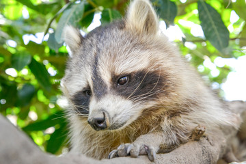 gros plan d'un mignon raton laveur à l'extérieure monter sur arbre