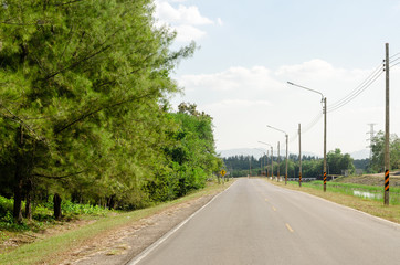 Fototapeta na wymiar road with pine row in the countryside