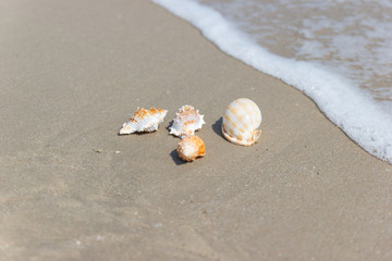 Shells on the beach at the sea concept summer for travel and holiday with soft wave background
