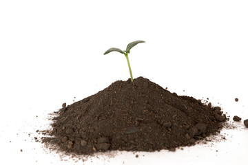 Green sprout growing out from soil isolated on white background