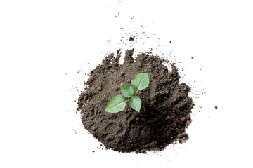 Green sprout growing out from soil isolated on white background