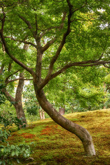 The maple tree in the park covered with moss (dobashi) in Kinkaku-ji temple. Kyoto. Japan