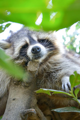 gros plan d'un mignon raton laveur à l'extérieure monter sur arbre