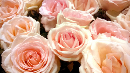 Top view and closeup of wedding pink roses flower bouquet background.