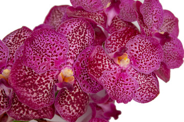 Purple Vanda orchid isolated on white background