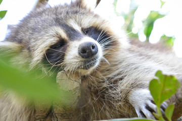 gros plan d'un mignon raton laveur à l'extérieure monter sur arbre