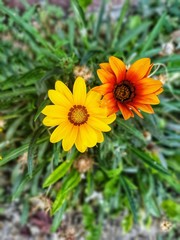 Just a regular couple of flowers