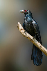 Image of Asian koel bird(male) on the branch on natural background. (Eudynamys scolopaceus). Birds. Animal.