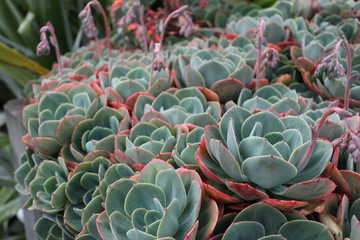 Obraz premium Hens and Chicks in a succulent garden